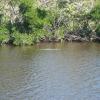While waiting to go on a ranger-led hike on Rowdy Bend Trail, we spotted another croc swimming in the canal